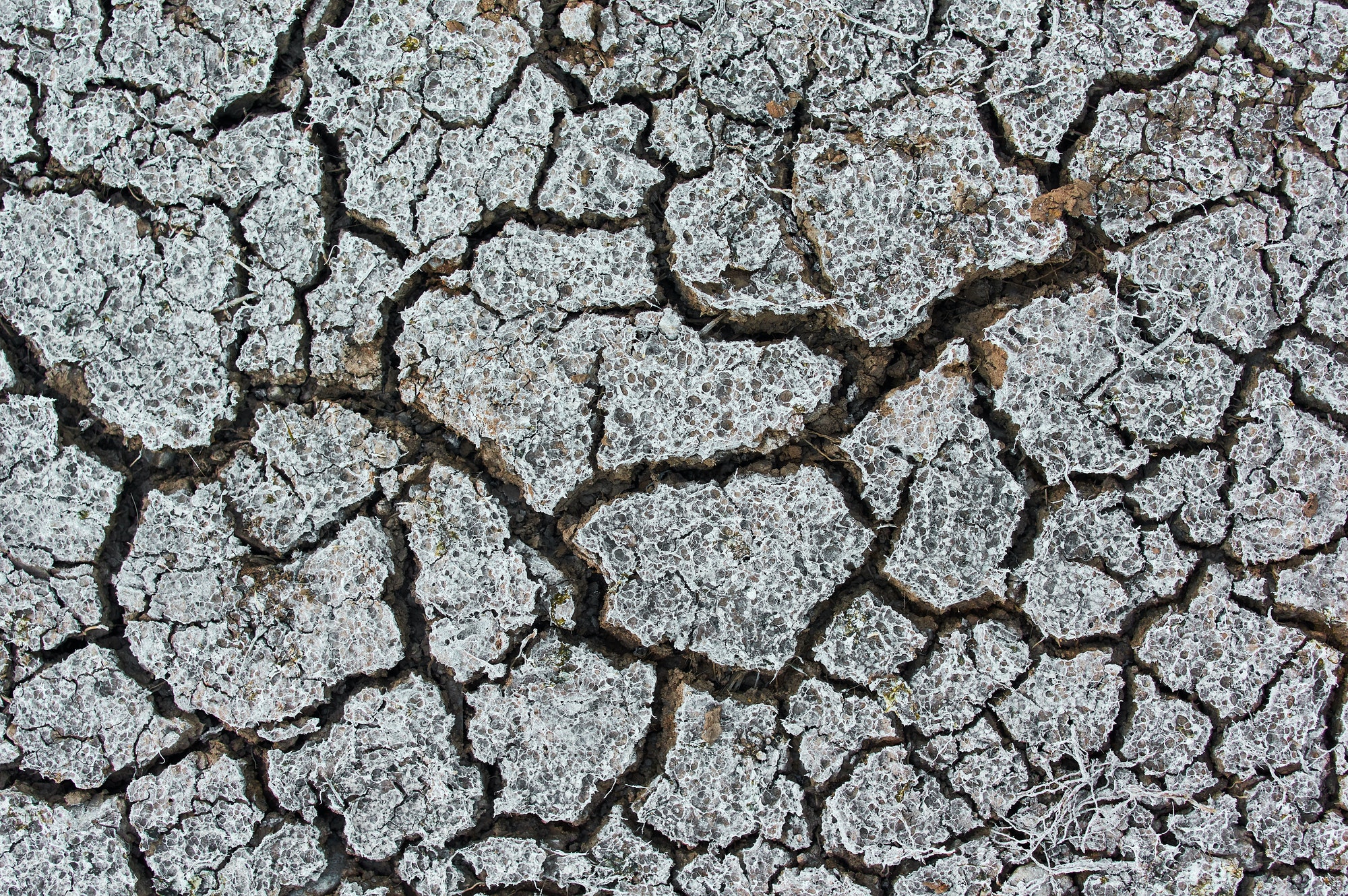 The arid climate and dry mud